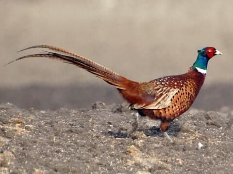pheasant